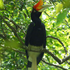 Rhinoceros hornbill in Danum Valley, Borneo