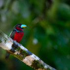 Black-and-red broadbill in Borneo.