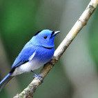 Black-naped monarch in Danum Valley, Borneo