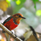 Blue-banded pitta in Danum Valley