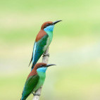 Blue-throated bee-eater in Danum Valley