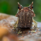 Bornean horned frog in Borneo.