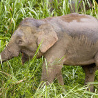 Bornean pygmy elephant in Borneo
