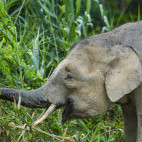 Bornean pygmy elephant.