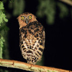 Buffy fish owl in Borneo