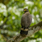 Crested serpent eagle in Borneo