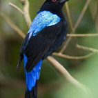 Asian fairy bluebird in Borneo.