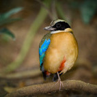 Blue-winged pitta in Borneo.