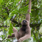 Bornean gibbon in Borneo.