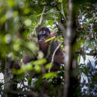 Bornean orangutan in Borneo.