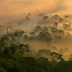 Danum Valley in Borneo.