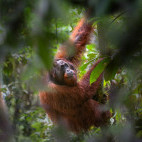 Orangutan in Borneo.