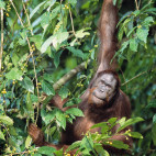 Orangutan in Borneo.