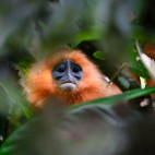 Red-leaf monkey in Borneo.