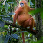 Red-leaf monkey in Borneo.
