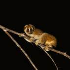 Slow loris in Borneo