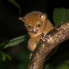 Western tarsier in Borneo.