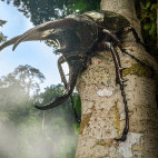 Giant three-horned rhinoceros beetle in Borneo.