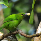 Greater green leaf bird in Danum Valley, Borneo