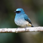 Indigo flycatcher in Kinabalu Park, Borneo