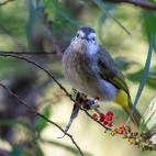 Pale-faced bulbul in Kinabalu Park, Borneo