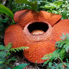 Rafflesia keithii in Kinabalu Park, Borneo