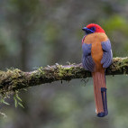 Whitehead's trogon in Kinabalu Park, Borneo