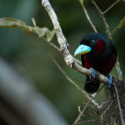 Black-and-red broadbill in Borneo.