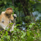Proboscis monkey in Borneo.