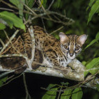 Leopard cat in Borneo.