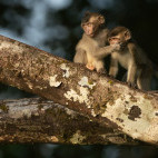 Long-tailed macaque in Borneo.