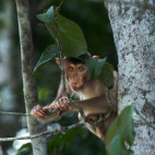 Pig-tailed macaque in Borneo.