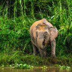 Pygmy elephant in Borneo