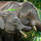 Pygmy elephant in Borneo.