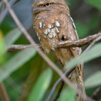 Sunda frogmouth in Borneo.