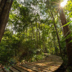Walking trail at Kinabatangan Wetlands Resort, Borneo