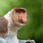 Proboscis monkey in Borneo