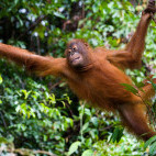 Orangutan in Borneo