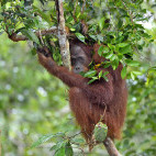 Orangutan in Borneo
