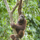 Orangutan in Sukau, Kinabatangan River.