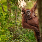 Orangutan and baby in Borneo