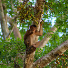 Pig-tailed macaque at Kinabatangan River, Borneo.