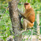 Proboscis monkey in Borneo.