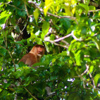 Proboscis monkey in Borneo.