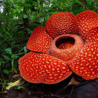 Rafflesia flower in Borneo