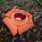 Rafflesia flower in Borneo.