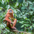 Red-leaf monkey in Borneo.