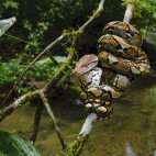 Reticulated python in Borneo.