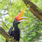 Rhinoceros hornbill in Borneo