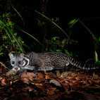 Malay civet in Borneo.